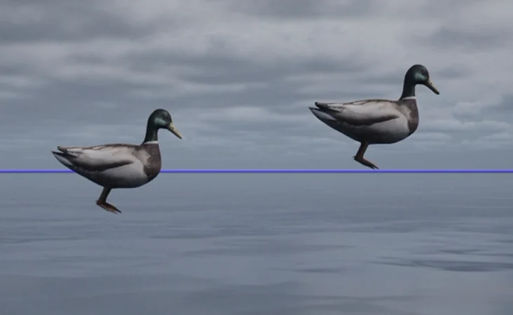Two mallards, one floating correctly and one standing on the water surface